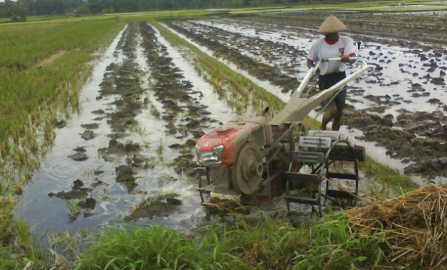 musim sadon
